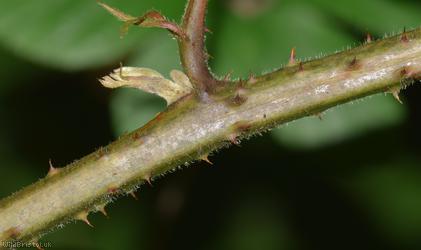 CAT Sylvatici Bramble