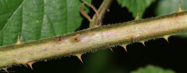 CAT Sylvatici Bramble