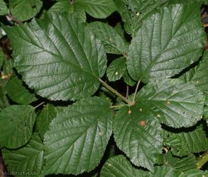 CAT Sylvatici Bramble