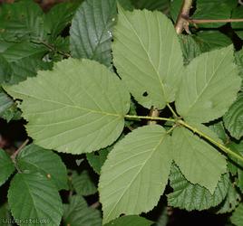 CAT Sylvatici Bramble