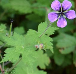 Spreading Crane's-bill
