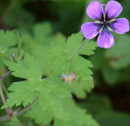 Spreading Crane's-bill