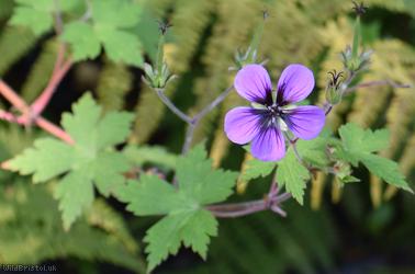 Spreading Crane's-bill
