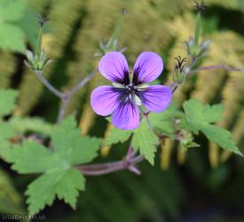 Spreading Crane's-bill