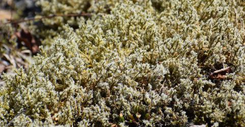 image for Woolly Fringe-moss
