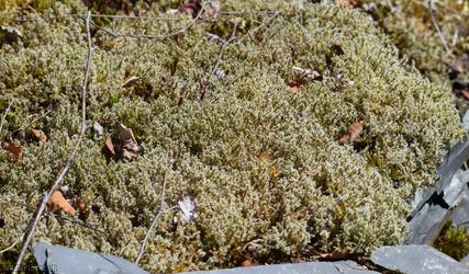 Woolly Fringe-moss