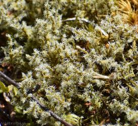 Woolly Fringe-moss
