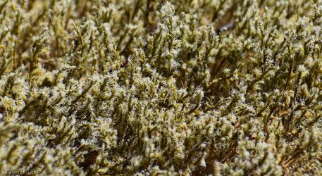 Woolly Fringe-moss