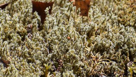 Woolly Fringe-moss