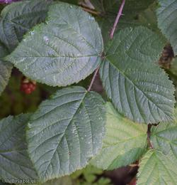 image for CAT Pale-glanded Bramble