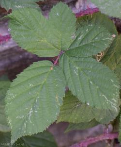 CAT Pale-glanded Bramble