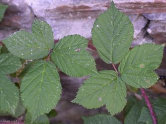 CAT Pale-glanded Bramble