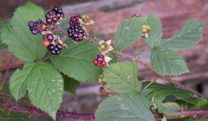 CAT Pale-glanded Bramble