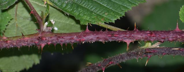 CAT Pale-glanded Bramble
