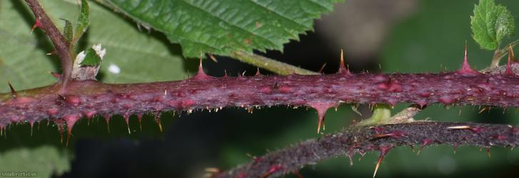 CAT Pale-glanded Bramble