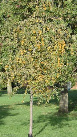 image for Crab Apple 'Butterball'