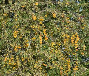 Crab Apple 'Butterball'