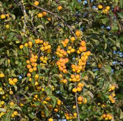 Crab Apple 'Butterball'