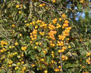 Crab Apple 'Butterball'