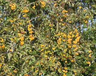 Crab Apple 'Butterball'