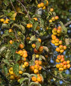 Crab Apple 'Butterball'