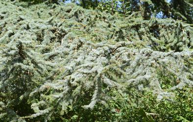 image for Atlas Cedar