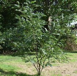image for False-acacia