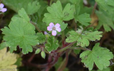 Round-leaved Crane's-bill