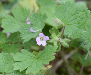 Round-leaved Crane's-bill