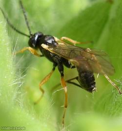 Campopleginae Unidentified 2