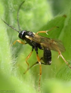 Campopleginae Unidentified 2