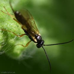 Campopleginae Unidentified 2