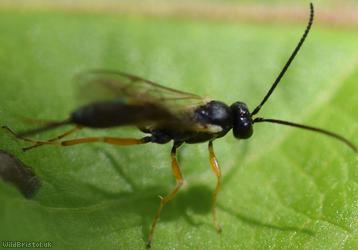 Campopleginae Unidentified 2