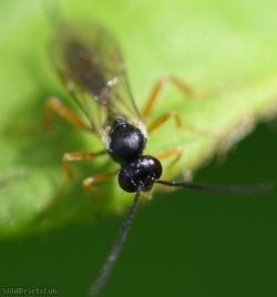 Campopleginae Unidentified 2