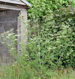 image for Hemlock