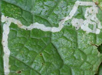 Chromatomyia primulae