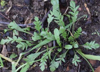 image for Shepherd's-purse type 12