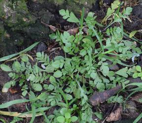 Shepherd's-purse type 12