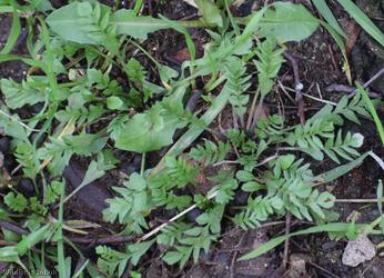 Shepherd's-purse type 12