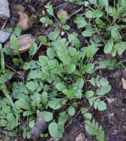 Shepherd's-purse type 12