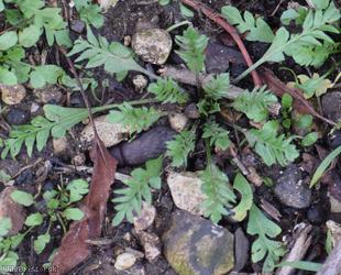 Shepherd's-purse type 12