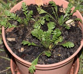 Shepherd's-purse type 12