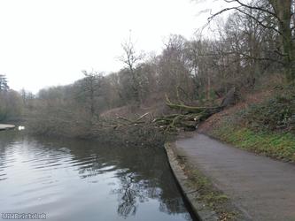 image for Beech