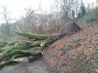 Beech