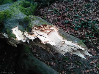 Beech