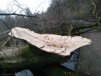 Beech