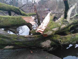 Beech