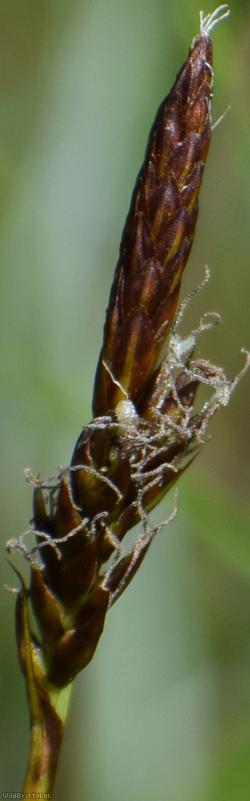 Downy-fruited Sedge