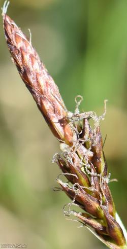 Downy-fruited Sedge