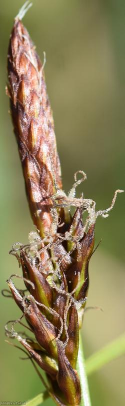 Downy-fruited Sedge